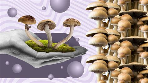 The Future of Magic Mushroom Spores: Where to Obtain Cutting-Edge Strains